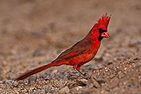 /images/133/2018-05-26-gv-cardinal-viv77-5d4_6440.jpg - #14409: Male Cardinal in Green Valley … May 2018 -- Green Valley, Arizona