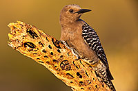 /images/133/2018-05-26-gv-woodpecker-viv77-5d4_6269.jpg - #14413: Female Gila Woodpecker … May 2018 -- Green Valley, Arizona