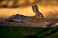 /images/133/2018-05-30-gv-cottontail-viv1-5d4_7299.jpg - #14431: Desert Cottontail resting in the evening … May 2018 -- Green Valley, Arizona