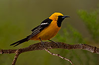 /images/133/2018-06-15-gv-oriole-viv77-24-34-a7r3_1725.jpg - #14475: Male Hooded Oriole in Green Valley … June 2018 -- Green Valley, Arizona