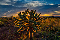 /images/133/2018-07-18-gv-cholla-ton1mi1-a7r3_2718.jpg - #14498: Cholla sunset in Green Valley, Arizona … July 2018 -- Green Valley, Arizona