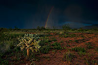 /images/133/2018-08-12-cholla-rainbow-viv1-1-a7r3_3680.jpg - #14523: Santa Rita Mountains … August 2018 -- Santa Rita Mountains, Arizona