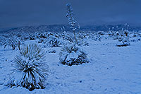 /images/133/2019-01-02-st-rita-ton1-2to5-a7r3_5181.jpg - #14532: Snow on Santa Rita Mountains … January 2019 -- Santa Rita Mountains, Arizona