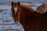 /images/133/2019-01-09-coal-horses-ton1-a7r3_7854.jpg - #14549: Navajo horses near Grand Canyon … January 2019 -- Kayenta, Arizona