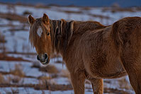/images/133/2019-01-09-coal-horses-ton1-a7r3_7858.jpg - #14550: Navajo horses near Grand Canyon … January 2019 -- Kayenta, Arizona