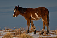 /images/133/2019-01-09-coal-horses-ton1-a7r3_8083.jpg - #14553: Navajo horses near Grand Canyon … January 2019 -- Kayenta, Arizona