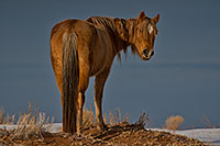 /images/133/2019-01-09-coal-horses-ton1-a7r3_8095.jpg - #14554: Navajo horses near Grand Canyon … January 2019 -- Kayenta, Arizona