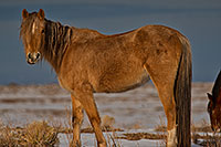 /images/133/2019-01-09-coal-horses-ton1-a7r3_8108.jpg - #14555: Navajo horses near Grand Canyon … January 2019 -- Kayenta, Arizona