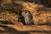 /images/133/2019-05-21-gv-creatures-ton1-5d4_9230.jpg - #14705: Baby Round Tailed Ground Squirrel in Green Valley … May 2019 -- Green Valley, Arizona