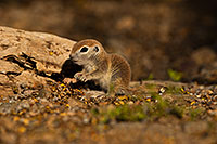 /images/133/2019-05-21-gv-creatures-viv1-5d4_9442.jpg - #14709: Baby Round Tailed Ground Squirrel in Green Valley … May 2019 -- Green Valley, Arizona