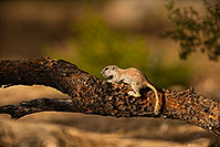 /images/133/2019-06-06-gv-creatures-viv1-a7r3_15383.jpg - #14731: Baby Round Tailed Ground Squirrel in Green Valley … June 2019 -- Green Valley, Arizona
