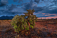 /images/133/2020-09-01-ritas-cholla-clouds-17n12-a7r3_32205.jpg - #14837: Cholla and Santa Rita Mountains … September 2020 -- Santa Rita Mountains, Arizona