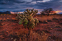 /images/133/2020-09-01-ritas-cholla-clouds-69-a7r3_32287.jpg - #14838: Cholla and Santa Rita Mountains … September 2020 -- Santa Rita Mountains, Arizona