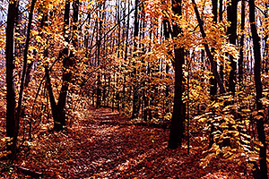 Bruce Trail in fall
