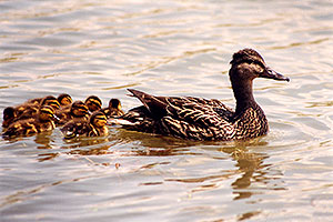 Duck family in Brampton