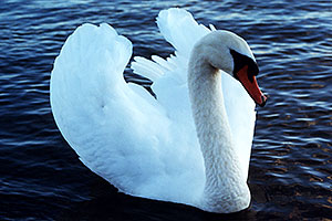 White swan at Lake Ontario