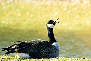 Goose in Brampton