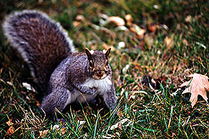 Squirrel in Windsor