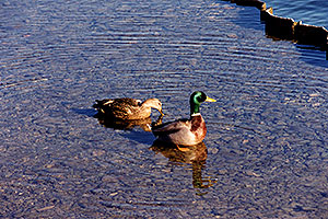 ducks at Lake Michigan
