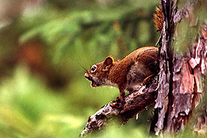 red squirrel at Anima Nipissing Lake
