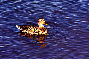 duck at Lake Pleasant, Arizona