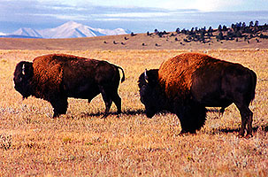 Buffalo in Hartsel, Colorado
