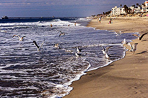 Seagulls in South Carlsbad