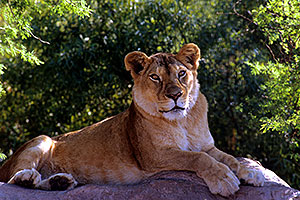 Lioness at the Phoenix Zoo