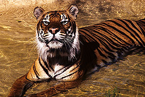 Tiger â€¦Phoenix Zoo