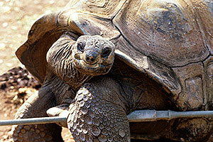 Galapagos Turtle â€¦Phoenix Zoo