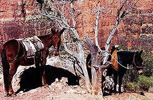Horses along Bright Angel Trail in Grand Canyon