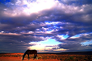 Navajo horses at  6am