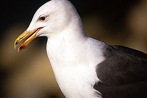 Seagull at Dana Point
