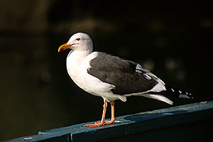 Seagull at Dana Point