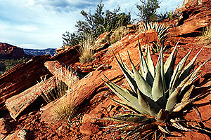Agave Plant in Long Canyon