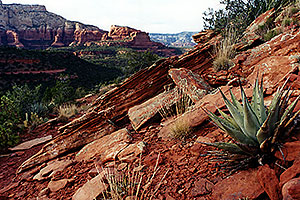 Agave Plant in Long Canyon