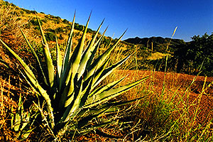 Agave Plant at Reavis Ranch Trail