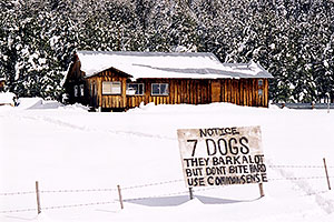 7 dogs … near Flagstaff