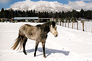 horses near Snowbowl