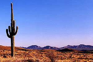 Saguaro cactus by Saguaro Lake