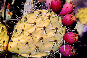 Purple fruit on prickly pear cactus by Saguaro Lake