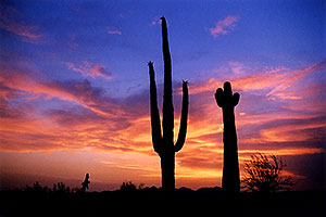 Saguaro cactus by Saguaro Lake