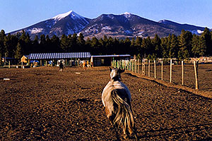 horses near Snowbowl, with Humphrey