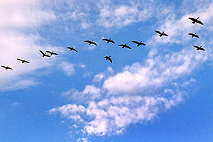 geese in the sky