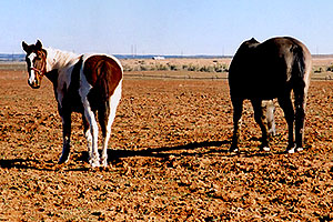Navajo horses near Moab
