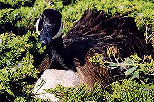 goose nesting in Englewood