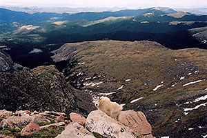 Mountain Goat with Echo Lake on far left