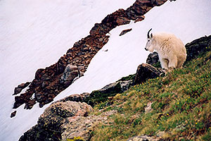 Mountain Goats at Mt Evans