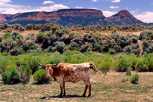 longhorn cows near Bryce