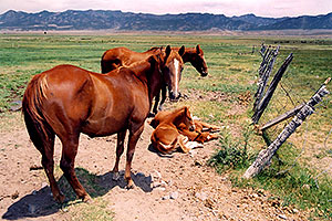 horses near Bryce